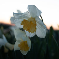 A close up of Narcissus Fragrant Breeze