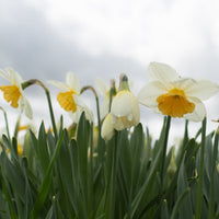Narcissus Fragrant Breeze growing in the field