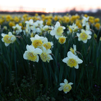 Narcissus Ice King growing in the field