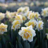 A close up of Narcissus Manly