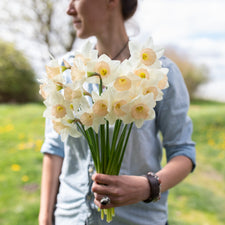 A handful of Narcissus Passionale