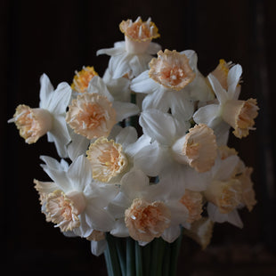 An overhead of Narcissus Petit Four