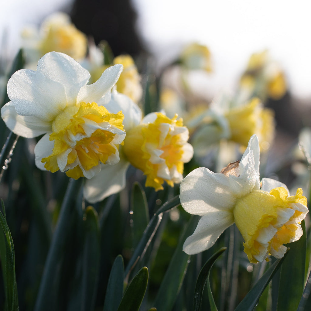 Narcissus Popeye Floret Library