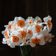 A bunch of Narcissus Professor Einstein