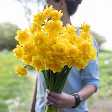 A handful of Narcissus Queen's Day