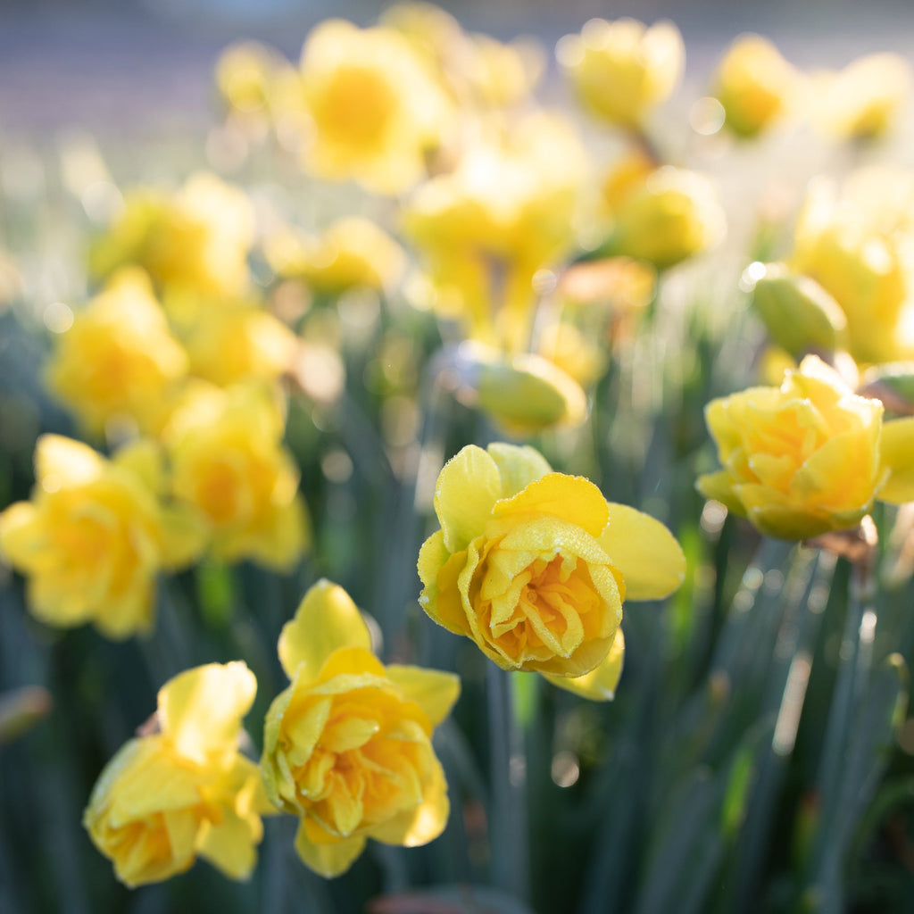 Narcissus Queen’s Day Floret Library