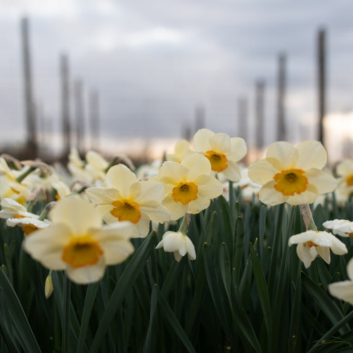 Narcissus Ringtone growing in the field