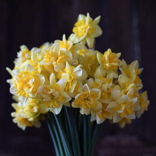 A bunch of Narcissus Snowbird