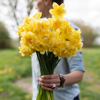 A handful of Narcissus Snowbird