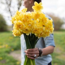 A handful of Narcissus Snowbird