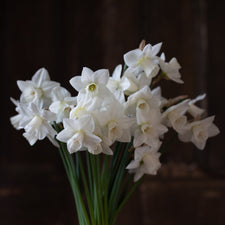 A bunch of Narcissus White Snowboard 