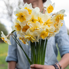 A handful of Narcissus Sorbet