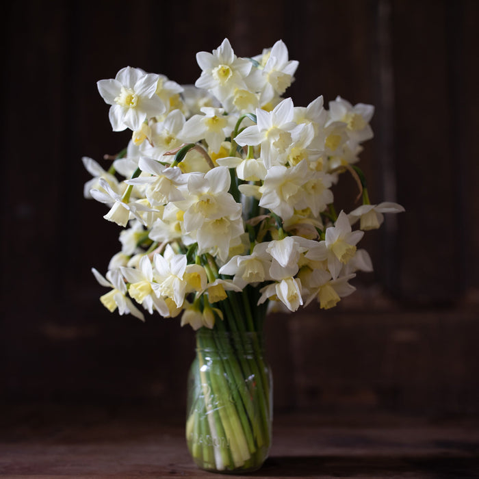 A bouquet of Narcissus Starlight Sensation