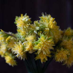 An overhead of Narcissus Van Winkle