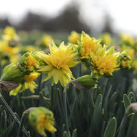 Narcissus Van Winkle growing in the field