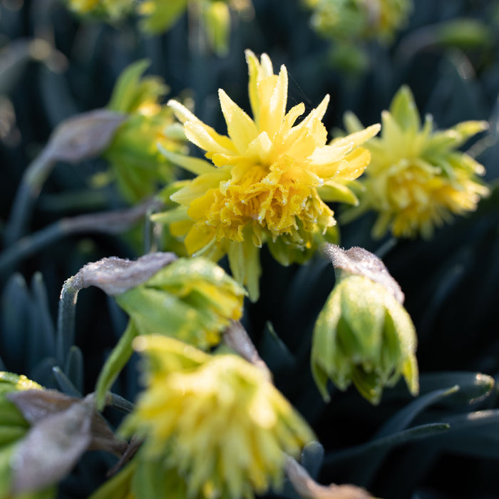 A close up of Narcissus Van Winkle