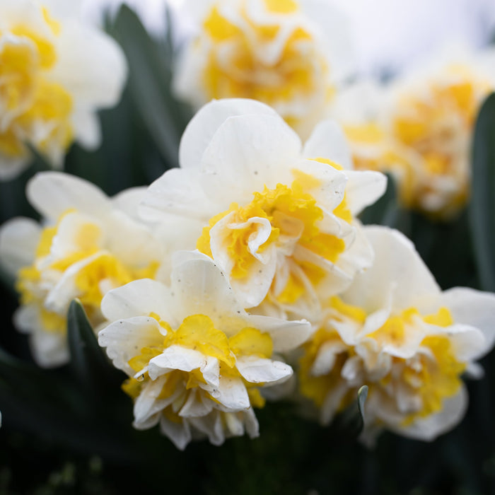 A close up of Narcissus Westward