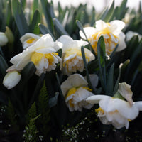 Narcissus Westward growing in the field