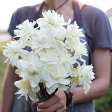 A handful of Narcissus White Medal