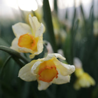 A close up of Narcissus Yazz
