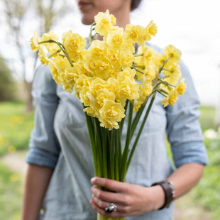 A handful of Narcissus Yellow Cheerfulness