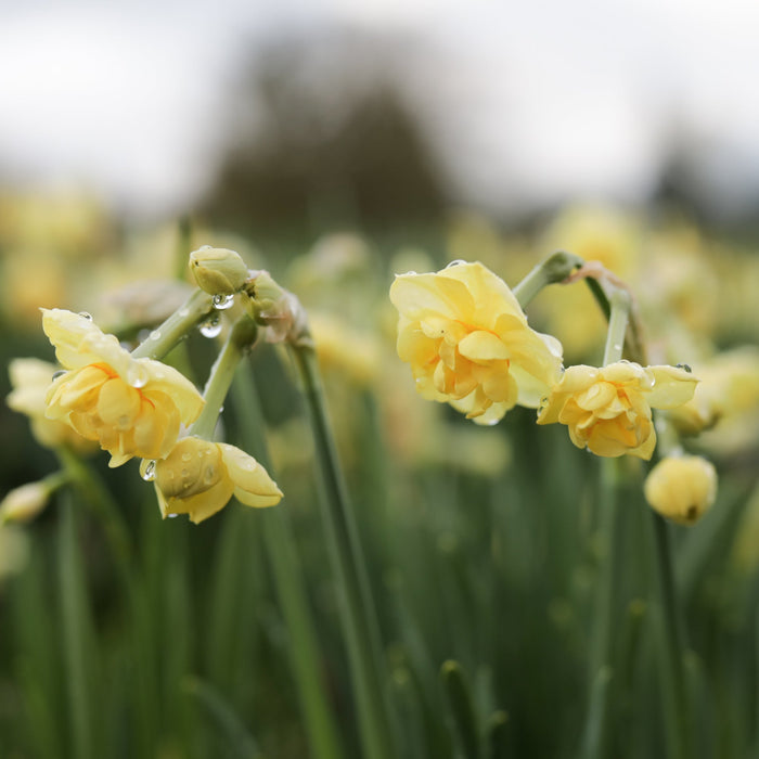 A close upon Narcissus Yellow Cheerfulness