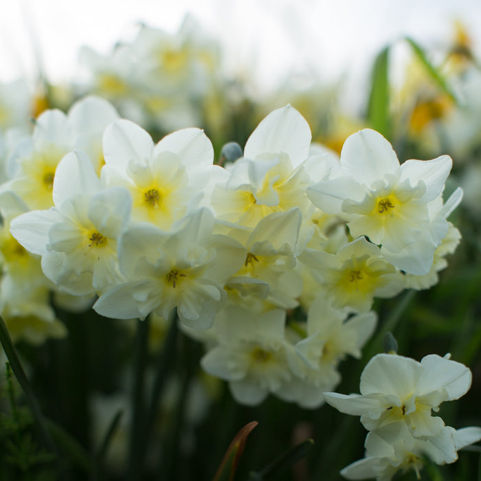 Narcissus Tristar growing in the field