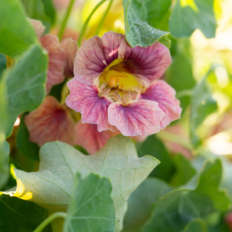 nasturtium ladybird rose seeds Nasturtium Ladybird Rose – Floret Library