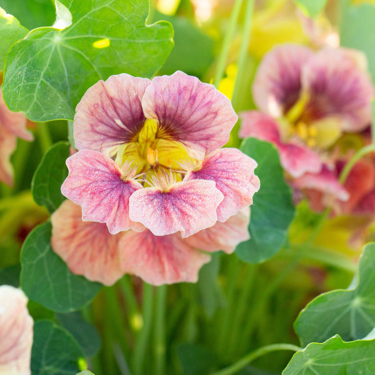 nasturtium ladybird rose seeds Nasturtium Ladybird Rose – Floret Library