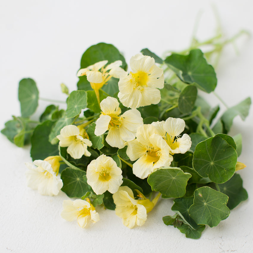 Nasturtium Yeti – Floret Library