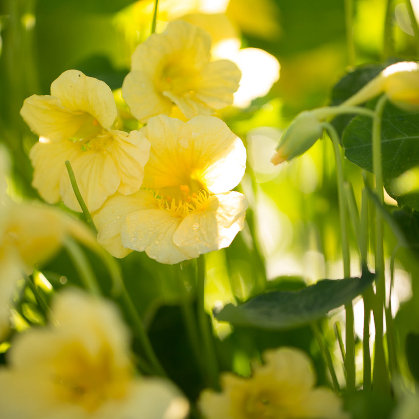 Nasturtium Yeti – Floret Library