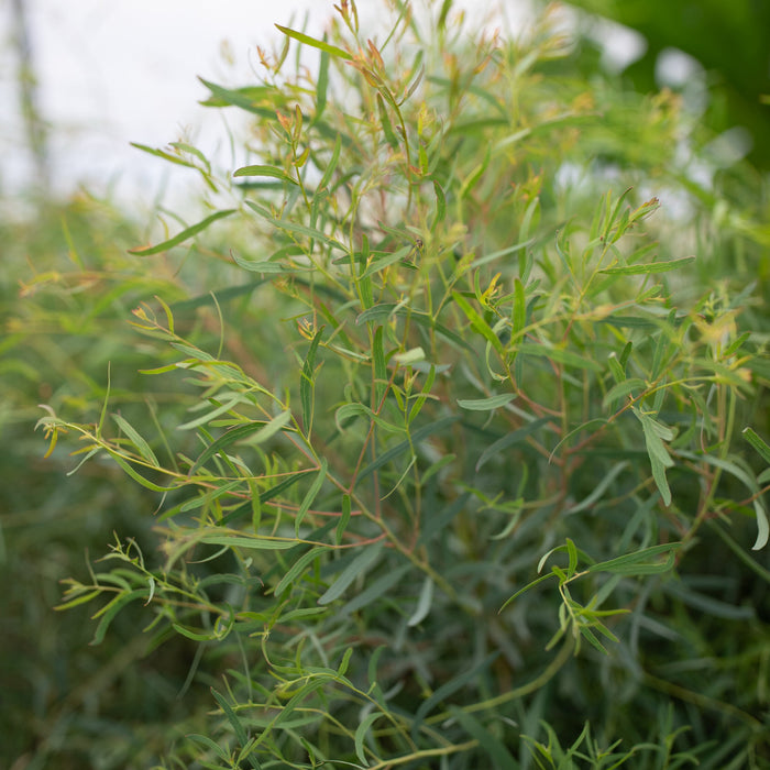 A close up of Eucalyptus Nichol's Willow
