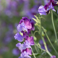 A close up of Sweet Pea North Shore