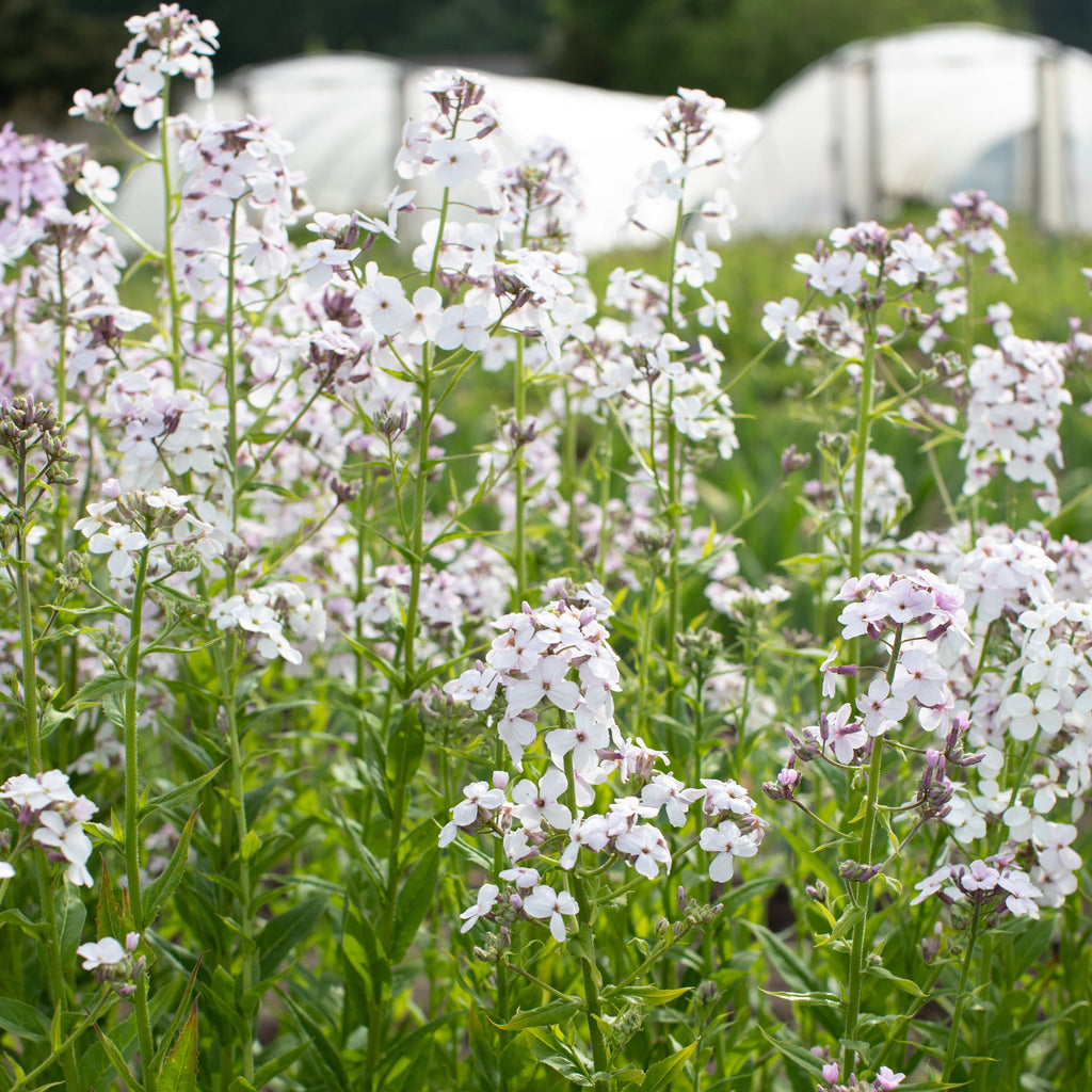 Sweet Rocker Lavender Sweet Rocket Pale Lavender – Floret Library