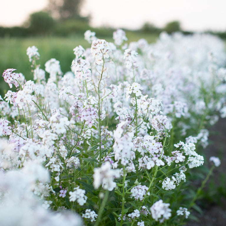 Sweet Rocker Lavender Sweet Rocket Pale Lavender – Floret Library