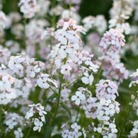 A close up of Sweet Rocket Pale Lavender