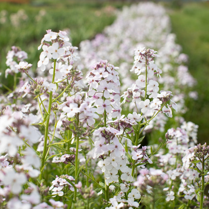 Sweet Rocker Lavender Sweet Rocket Pale Lavender – Floret Library