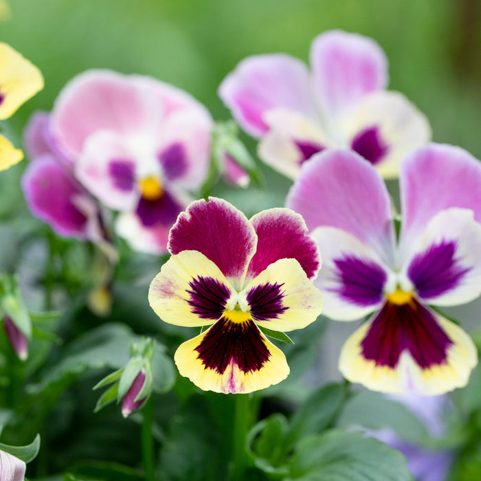 A close up of Pansy Aalsmeer King Size Mix