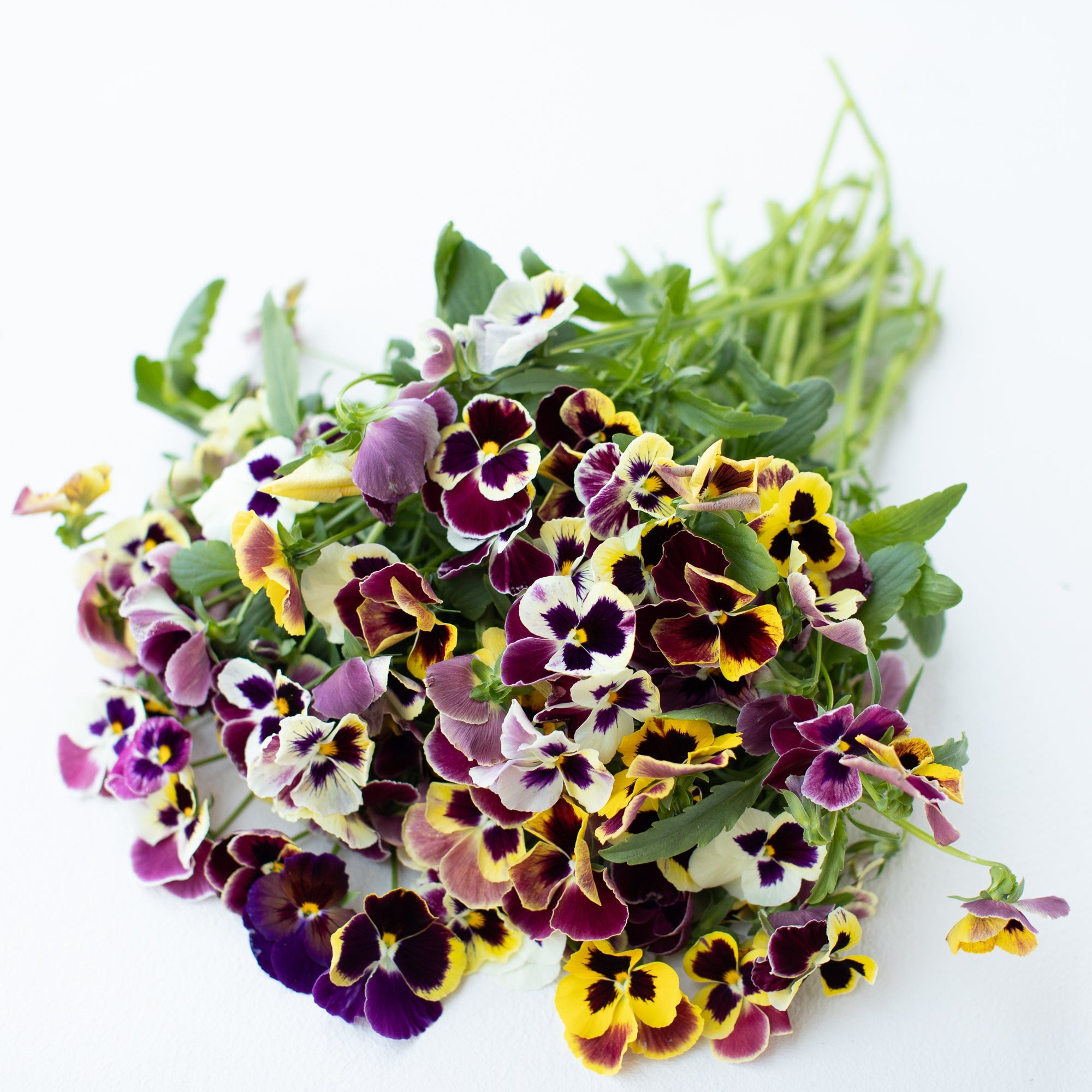 Pansy_Aalsmeer_King_Size_Mix- 