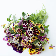A bunch of Pansy Aalsmeer King Size Mix