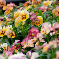 Pansy Nature Antique Shades growing in the field
