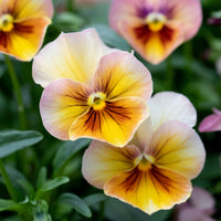 A close up of Pansy Nature Antique Shades