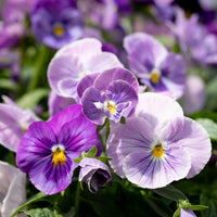 A close up of Pansy Dynamite Lavender