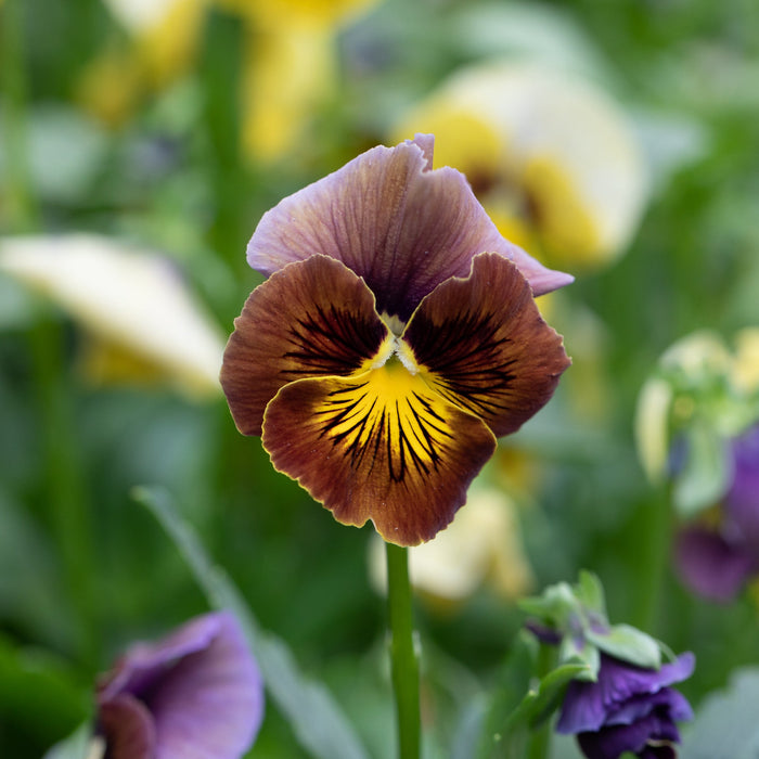 A close up of Pansy Envy