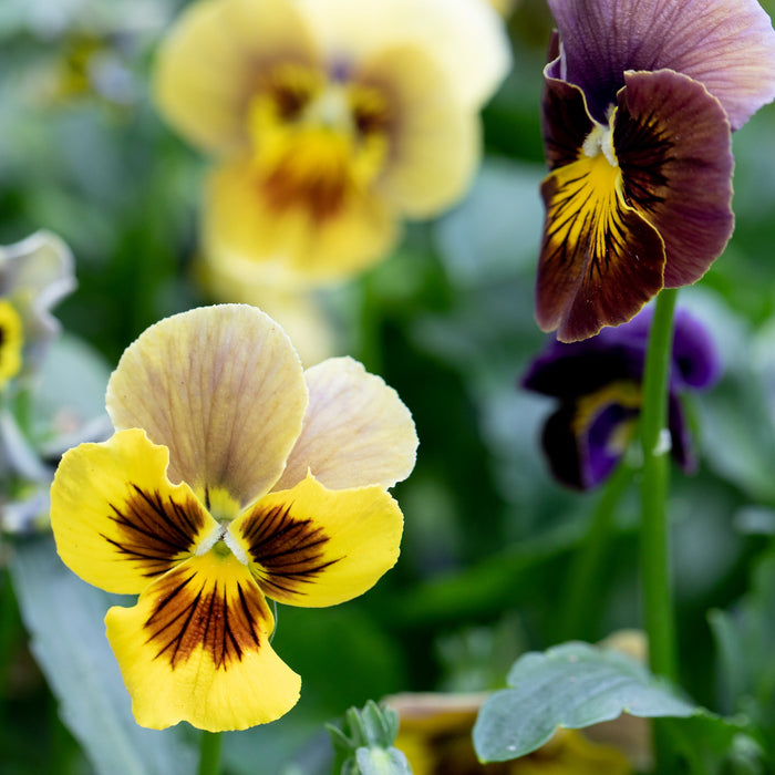 A close up of Pansy Envy