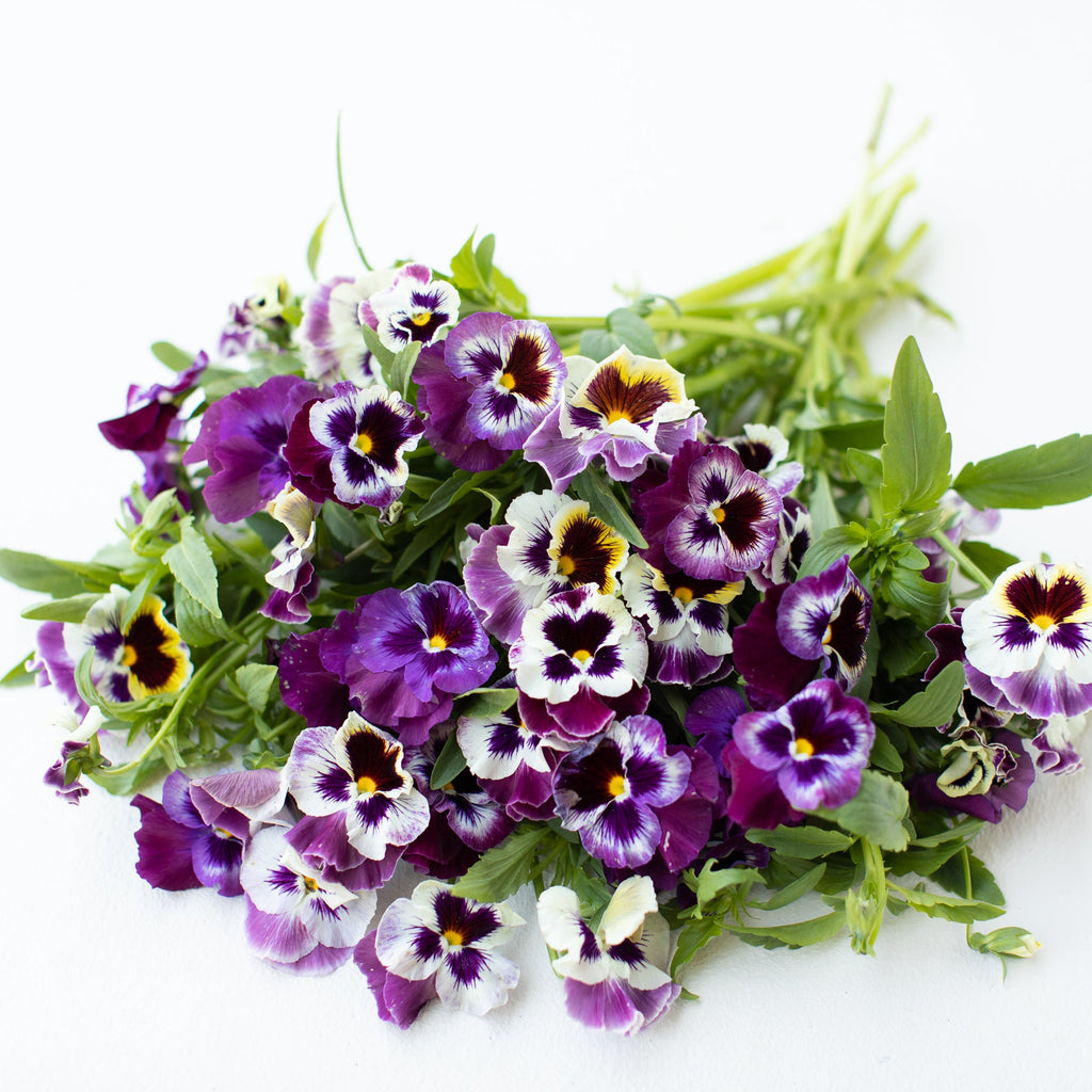 Pansy Frizzle Sizzle Raspberry – Floret Library