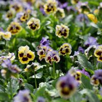 Pansy Frizzle Sizzle Yellow Blue Swirl growing in the field