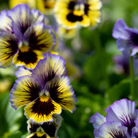 A close up of Pansy Frizzle Sizzle Yellow Blue Swirl
