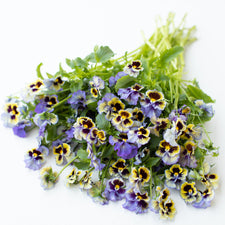 A bunch of Pansy Frizzle Sizzle Yellow Blue Swirl