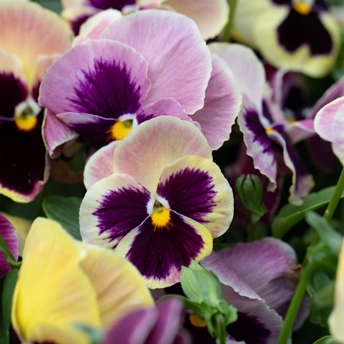 A close up of Pansy Majestic Giants Sherry